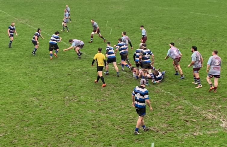 Seagulls on a charge (Bill Carne)